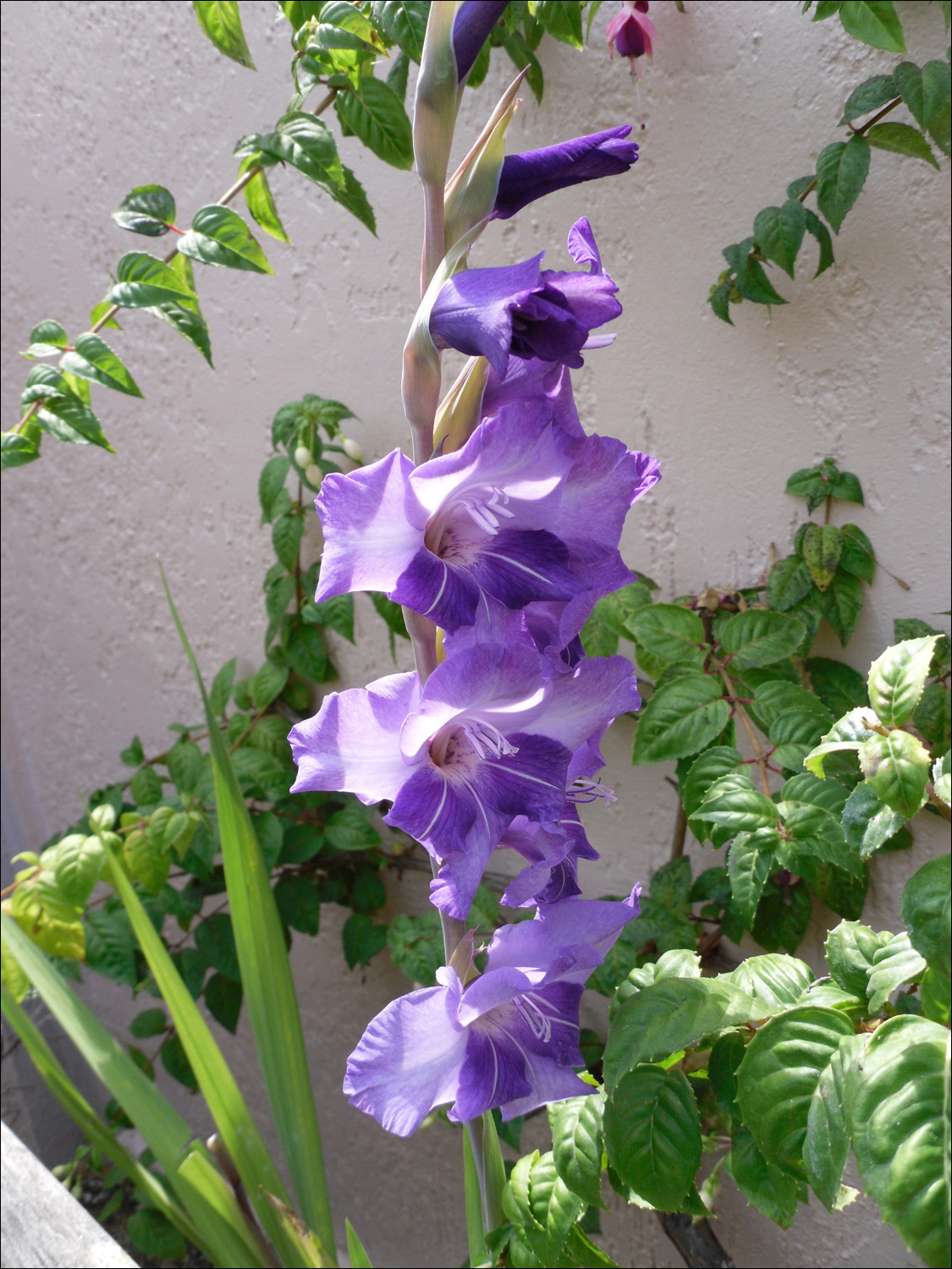 gladiola in Martine Inn garden