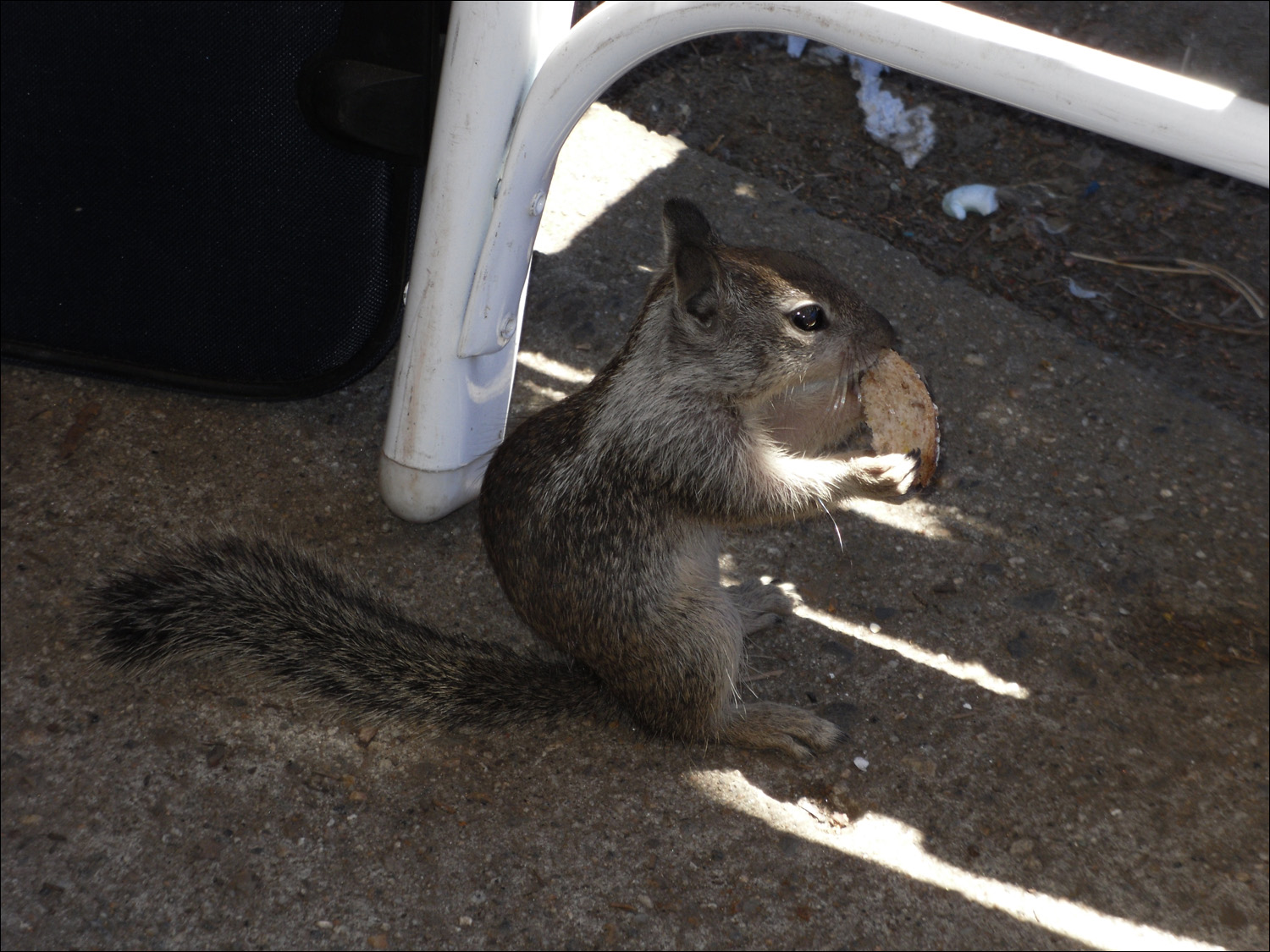 Housekeeping squirrel