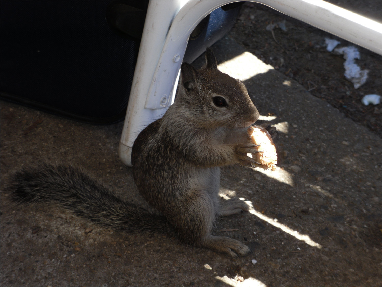 Housekeeping squirrel