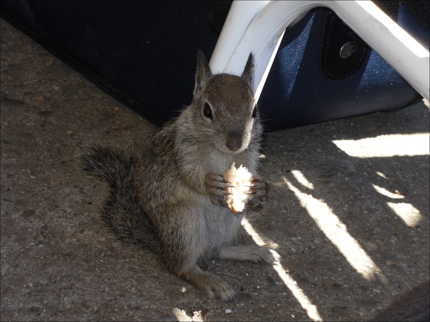 Housekeeping squirrel