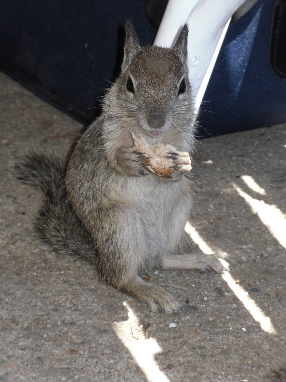 Housekeeping squirrel