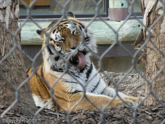 Busch Gardens