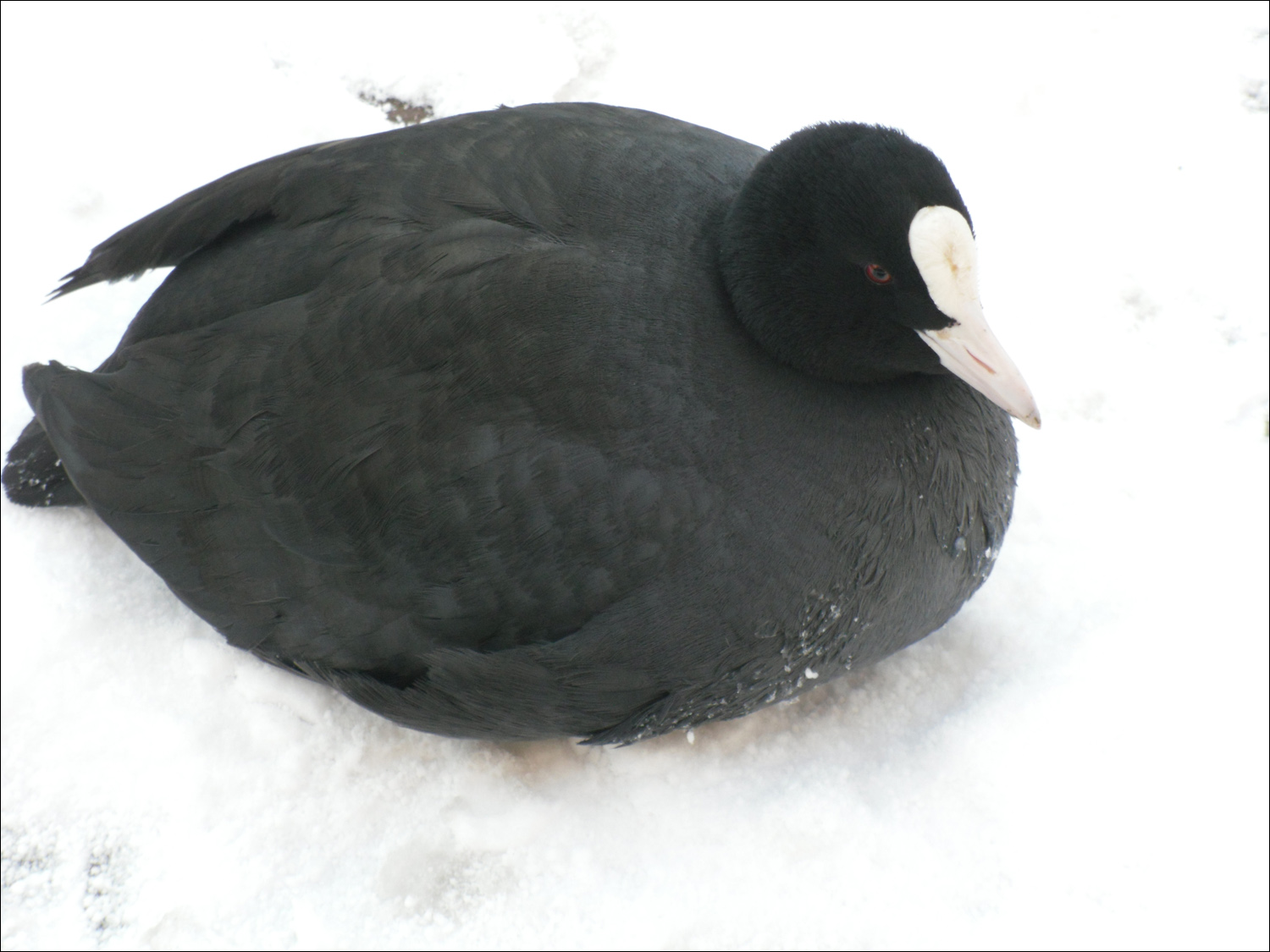 Coot in snow