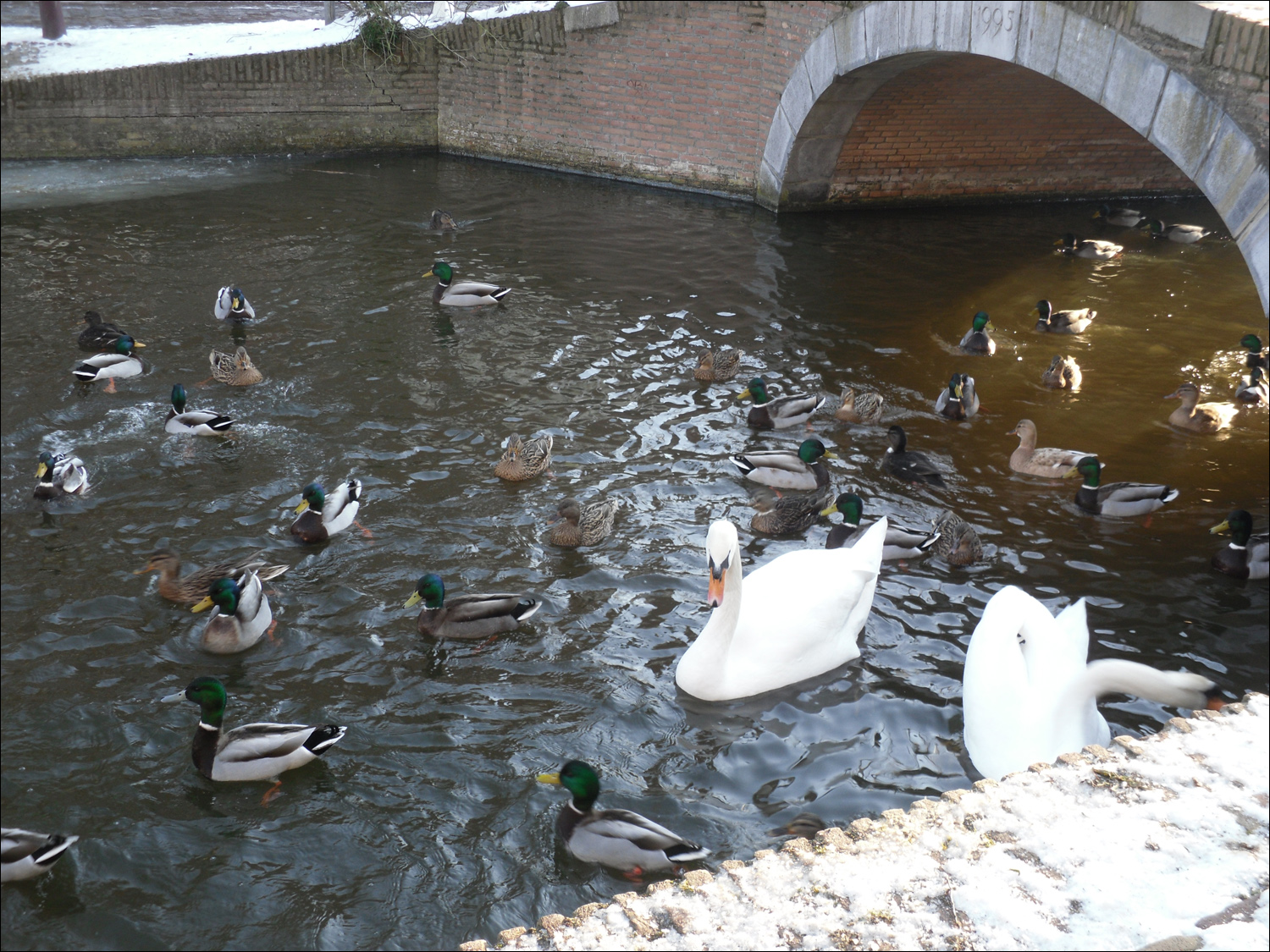 Ducks & swans in Delft canal