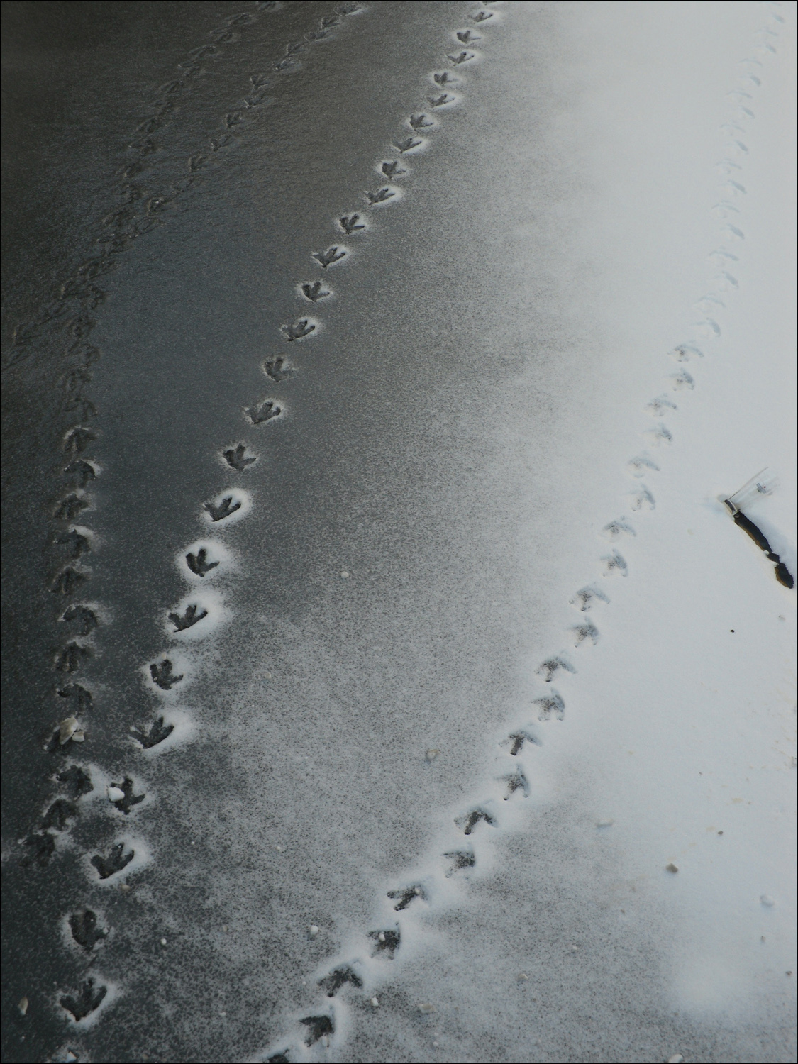 Hague-coot tracks in snow on frozen lake